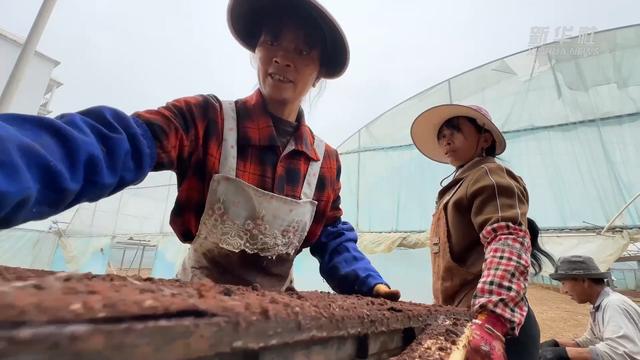 目标亩产1200公斤！袁隆平超级杂交水稻蒙自示范基地开始育秧