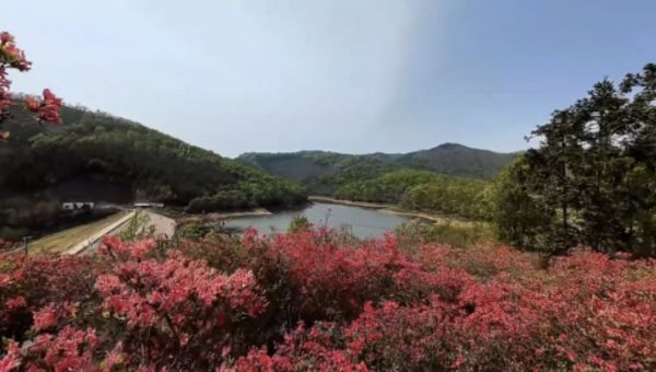 京山潼泉湖：四月杜鹃 “漫坡红”